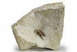 Scarce Cyphaspis Carrolli Trilobite - Oklahoma #226571-3